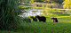 Capivaras em campo verde com lago ao fundo.